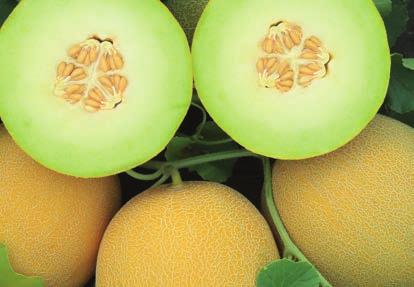 Jó terméskötődésének és lombozatának köszönhetően megbízhatóan nagy termésátlagokra képes. Ovális, erősen cseres termései 1,3 1,6 kg átlagsúlyúak. Magas cukortartalmú húsa élénk narancssárga.