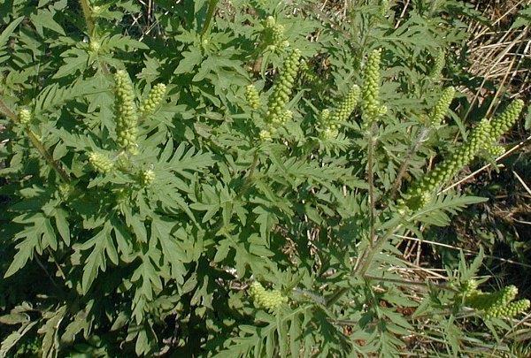 A légszennyezés és a pollenallergia