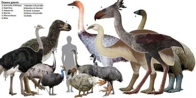 Ausztrál madár-megafauna eltűnése Első emberek érkezése 40 ezer éve Tojáshéj leletek