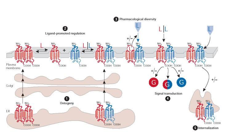 G-protein-kapcsolt receptor (GPCR) dimerizáció lehetséges hatásai: (1) Receptor érésében szerep: ER-ből a sejt felszínre szállítást elősegítése (2) Sejtfelszíni ligand kötés erősségét befolyásolja