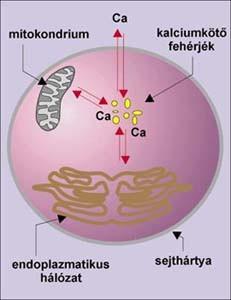 A Ca2+ nyugalmi állapotban túlnyomórészt a