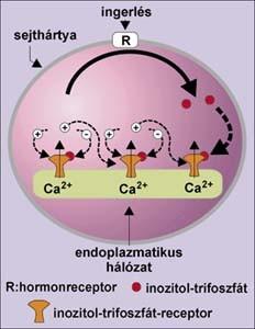 A Ca2+ kiáramlást legtöbbször az inozitol trifoszfát (IP3) váltja ki, az ER falán elhelyezkedő IP3 receptorhoz kötődve.
