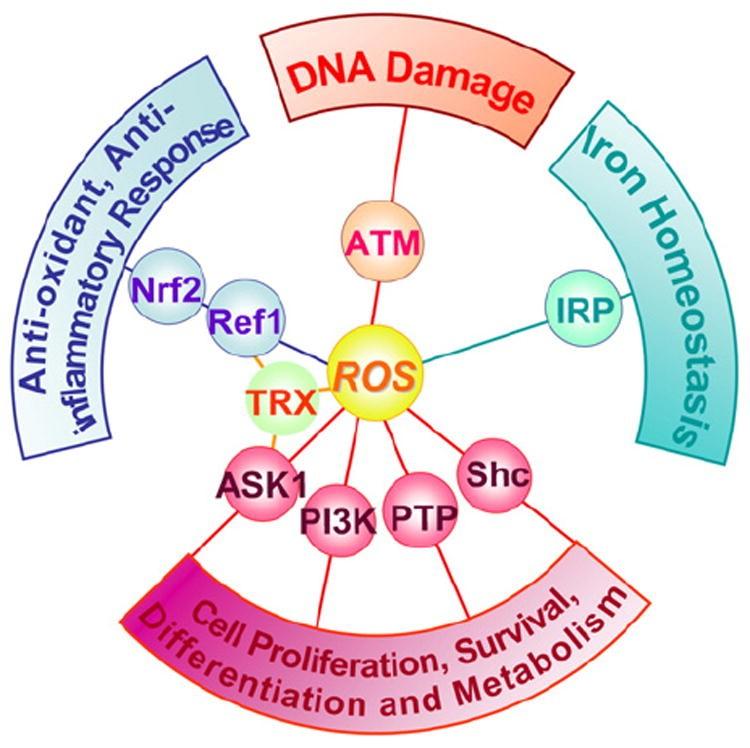 Reaktív Oxigén gyökök (ROS) mitokondriumon és ER-on kívül még a keletkezhetnek a xenobiotikumokra, citokinekre illetve baktériumokra adott sejtválasz folyamán is.