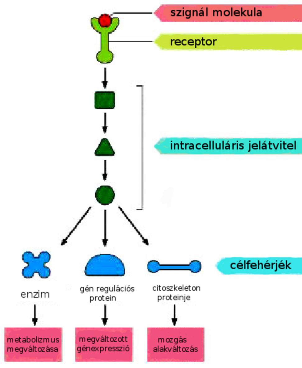 Másodlagos hírvivők Sejten belüli jelátviteli folyamatokban vesznek részt Sejtmembrán vagy