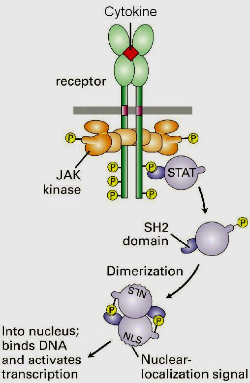 13. Janus kináz szignál transzducer és transzkripció aktivátor (JAK/STAT) szignalizációs útvonal Gyors információs útvonal a sejtfelszíntől a sejtmagig. Transzkripcióra hat.