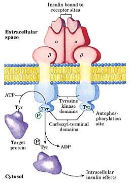 Inzulin intracelluláris hatásainzulin receptor Transzmembrán glikoprotein, α és két β alegységből áll.