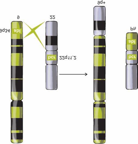 Bödör Csaba, Matolcsy András cytaemia (ET) és idiopathiás myelofibrosis (IMF) (1).