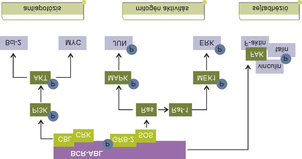 A KRÓNIKUS MIELOPROLIFERATÍV BETEGSÉGEK CÉLZOTT TERÁPIÁJÁNAK MOLEKULÁRIS ALAPJAI 2. ábra A BCR-ABL fehérje által közvetített lehetséges jelpályák.