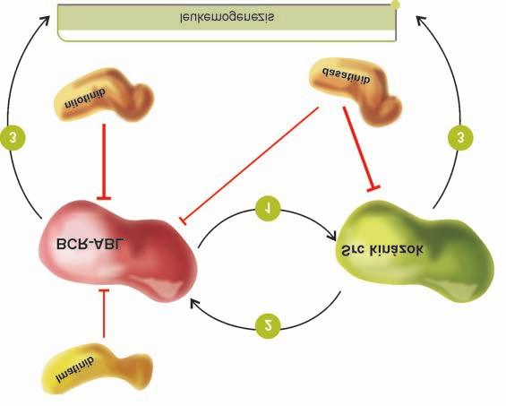 A KRÓNIKUS MIELOPROLIFERATÍV BETEGSÉGEK CÉLZOTT TERÁPIÁJÁNAK MOLEKULÁRIS ALAPJAI 5. ábra A különbözõ tirozin-kináz inhibitorok target specificitása.