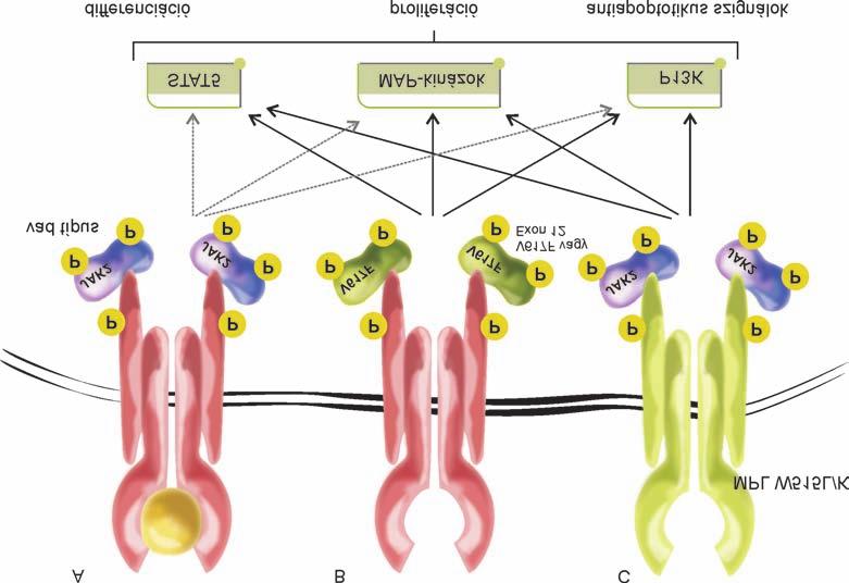 A KRÓNIKUS MIELOPROLIFERATÍV BETEGSÉGEK CÉLZOTT TERÁPIÁJÁNAK MOLEKULÁRIS ALAPJAI A Janus-2 tirozin-kináz A Janus-2 tirozin-kináz (JAK2) citoplazmatikus nem receptor tirozin-kináz, mely különbözõ