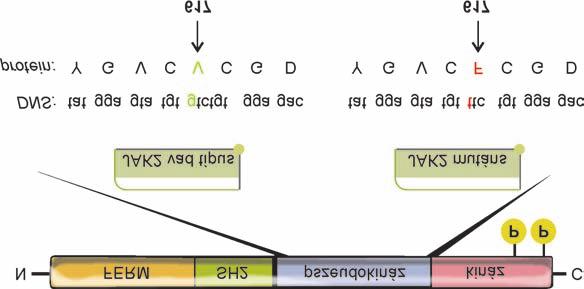 A KRÓNIKUS MIELOPROLIFERATÍV BETEGSÉGEK CÉLZOTT TERÁPIÁJÁNAK MOLEKULÁRIS ALAPJAI 8. ábra A Janus-2 kináz funkcionális szerkezete és a V617F mutáció.