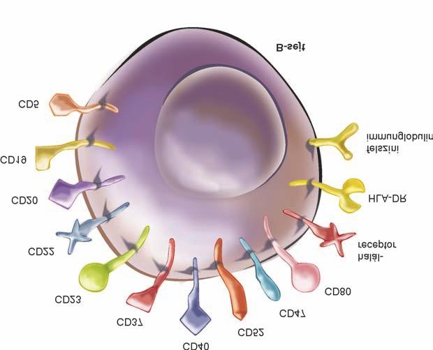 MONOKLONÁLIS ANTITESTEK A NON-HODGKIN-LYMPHOMÁK KEZELÉSÉBEN 1. ábra Sejtfelszíni antigének a B-sejt felszínén.