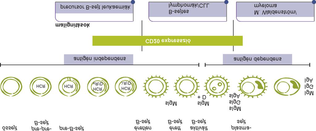 A CD5 antigén jelenléte a B-sejtek felszínén a lymphoma szövettani típusától függõen változik (43). 1.