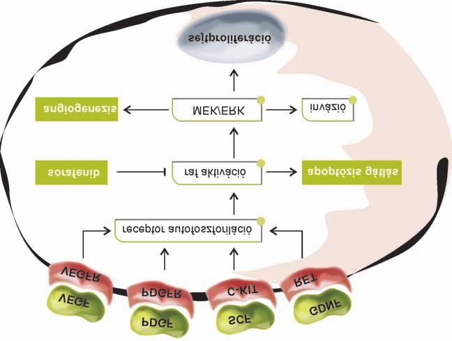 Kovalszky Ilona és munkatársai 2. ábra A daganatos neovaszkularizációban szerepet játszó tényezõk.