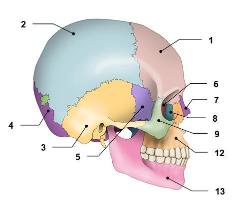 A csontokat ellátó, tápláló erek, idegek belépésére szolgáló nyílást foramen nutriciumnak nevezik. A csontok ízesülő végét ízületi porc cartilago articularis) borítja.