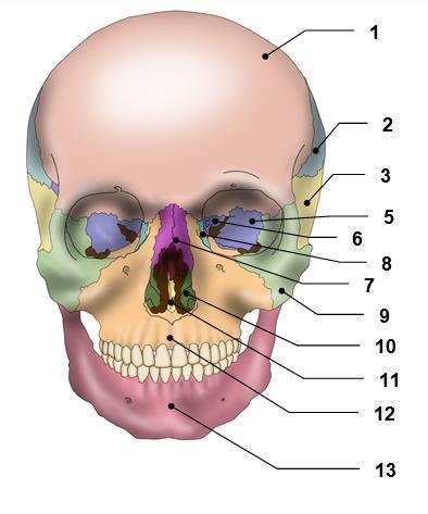 os frontale, os occipitale), alaki hasonlóság (os sphenoidale, tibia, patella), funkcióbeli jellemző (mandibula, fibula) vagy egyéb asszociáció (os sacrum, os coccygis).