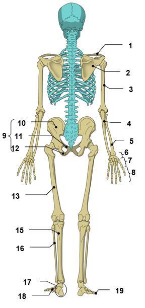 A felső végtag csontjai - Ossa extremitatis superioris A felső végtag szabad részét a vállöv csontjai, a lapocka (scapula) és a kulcscsont (clavicula) kapcsolják a törzshöz. Az ún.