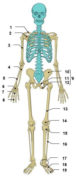 Az alkar csontjait a medialis oldalon a singcsont (ulna), a lateralis oldalon pedig az orsócsont (radius) alkotják.