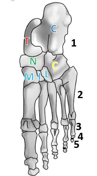 Trapezium (trapezium) os rapezoideum (trapezoid) os Capitatum (fejes csont) os Hamatum (horgas