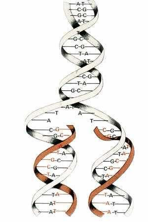 DNS Adenine(A), Cytosine(C), Guanine(G), Thymine(T) csak A-T, C-G