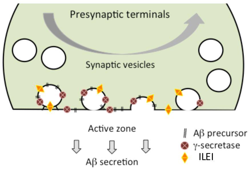 Presenilin-1 Ser/Thr Tyr Lys SUMO ADP Tyr (3)AACDP AD ACDP APP-C99 A AD ACDP A ACDP ACDP A AACDP ACDP ILEI ACDP (Luc) ACDP Aβ (1)Aβ APP J Neurochem 133:422-431, 2015 (2) Aβ42 Presenilin-1 HEK293