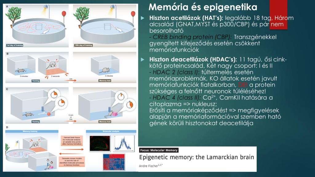 A jelenleg rendelkezésre álló adatok alapján ez különösen igaz a memóriaformációra és a kognitív folyamatokra.