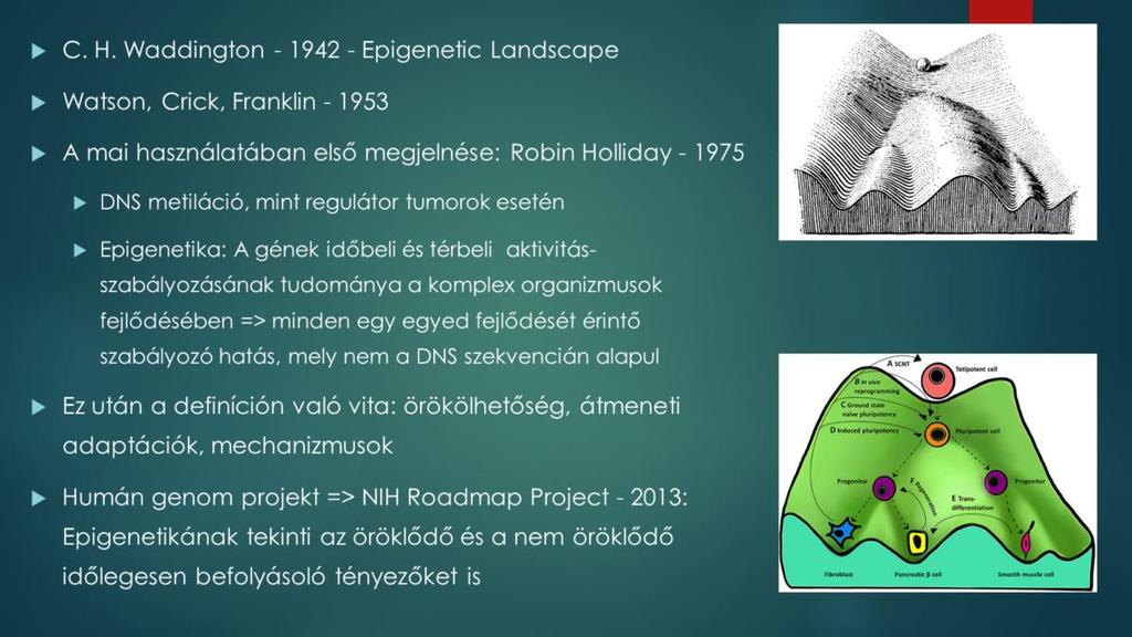 - Conrad Hal Waddington számára a gének fizikai háttere még ismeretlen volt (Watson-Crick-Franklin 1953), így próbálta leírni a sejt specializációt=> a sejtek sorsa meg van határozva, mint egy