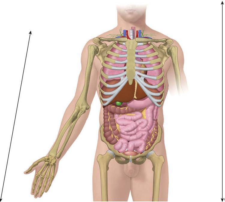 Alapvető anatómiai kifejezések proximális (közeli) laterális (oldalsó) mediális (közép) anterior (elülső) poszterior (hátulsó) szuperior