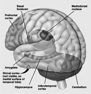 4. Nagyagy: integráló szerv prefrontalis kéreg, limbikus rendszer Centrális Perifériás Idegpályák Efferens idegek Gerincvelői idegek Agyidegek (III., VII., IX.