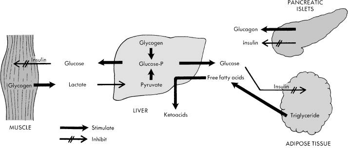 Adrenalin>noradrenalin Noradrenalin>adrenalin Glycogenolysis Gluconeogenesis (α 1 Gluconeogenesis (β 2 Glycogenolysis (α 1 Lipolysis (β 3 (β 2 Calorigenesis (β 1 Glucose felhasználás Inzulin