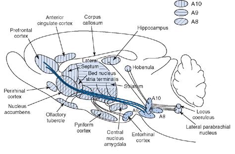 Dopaminerg pályák a központi idegrendszerben 1. Ultrashort systems: interplexiform amacrine-like neurons periglomerular dopamine cells VTA 2.