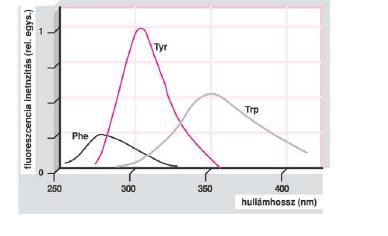Intrinsic (belső) flurfórk armás aminsavak: triptfán, tirzin,