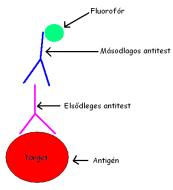 Jelölés specifikus antitestekkel (immunflureszcens, immunhisztkémiai jelölés) Egér embrinális