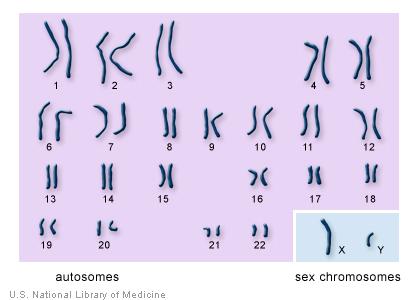 La dimensione del problema il genoma umano ca. 3 milliardi di basi 23 x 2 cromosomi, ognuno una sequenza tra 47 mio (cr.