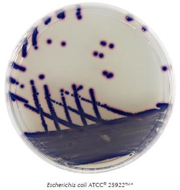 Liofilchem Chromatic Coliform Agar ISO Kromogén tápközeg az E. coli és koliform baktériumok kimutatására és számlálására vízből az ISO 9308-1 szabvány alapján.