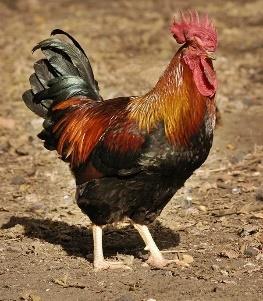 chickens must be the results of crossing between ancient Hungarian chicken with other breeds such as oriental or Mediterranean types.