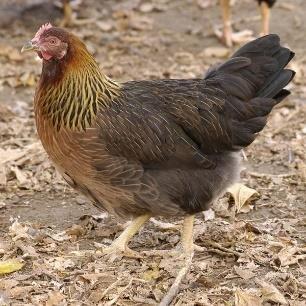 Appearance of male (a) and female (b) Partridge Coloured Hungarian chicken PHc was registered as the 7 th old Hungarian chicken breed by KÁTKI (predecessor of HáGK) in 2004, as the result of a gene