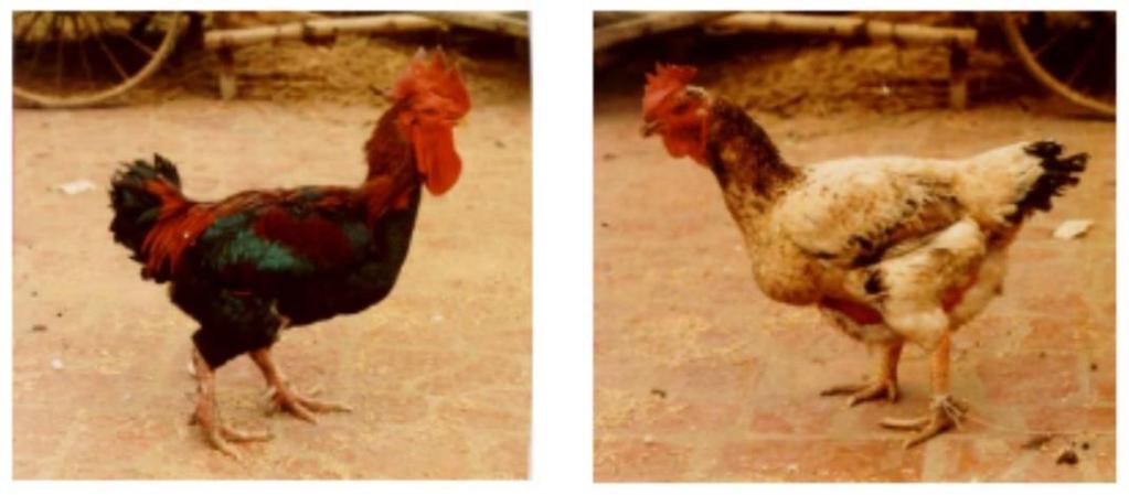 females/pen), with natural mounting under natural photoperiod. The appearance of Vietnamese Mia chicken is shown in Figure 3. (a) (b) Figure 3.