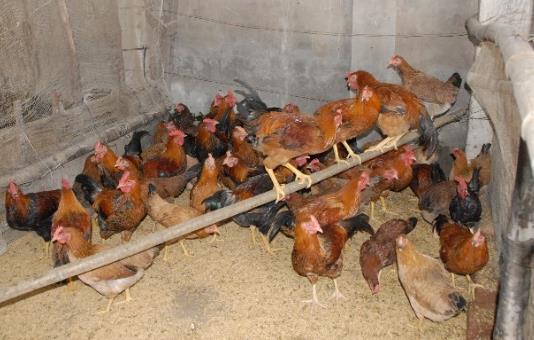 in closed cages and fed with commercial mixed feed (starter type).