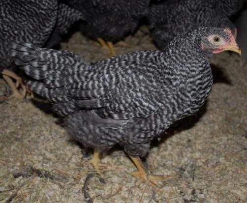 Hatched chicks were sexed, labelled with wing