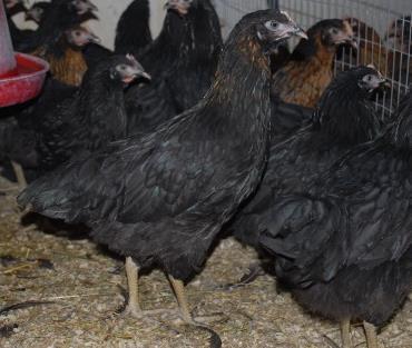 Coloured Hungarian chicken and Bábolna Harco, egg type, mother line (BHc)