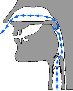 Nazálisok 1. http://icmigration.webhost.uits.arizona.edu/icfiles/ic/lsp/site/phonetics/image s/nasalairflow.gif Zöngések!