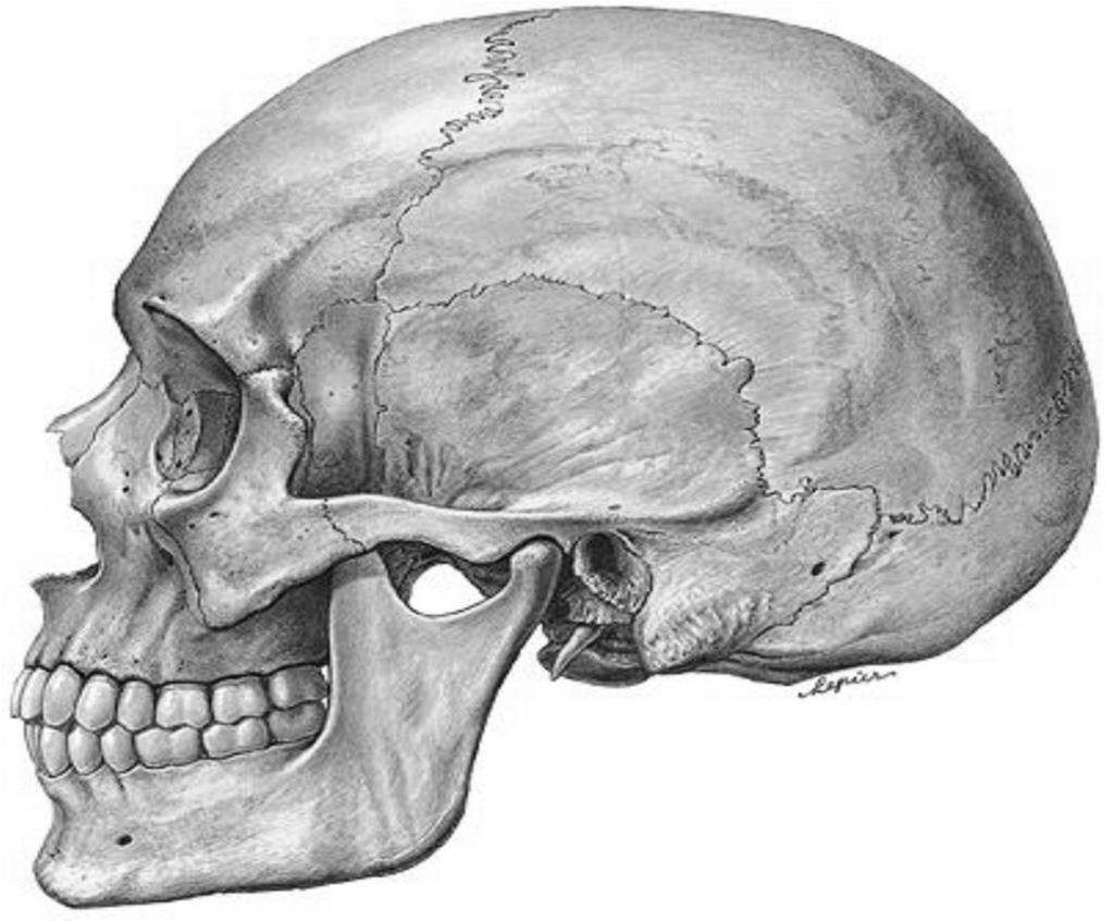 16. Nevezze meg a képen látható emberi koponya számozott képleteit magyarul és latinul is! 5 pont 1. 2. 3. 4. 1. - ; 2. - 3. -.; 4. - 5 - Forrás: http://www.google.hu/emberi koponya képek (2016.10.15.