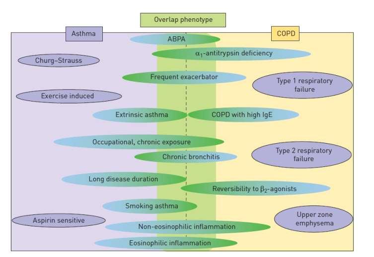 Az asztma, a COPD és az ACO is számos fenotípust tartalmaz Turner AM, Tamasi L et al.