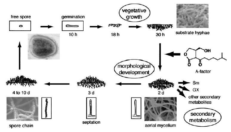 7. ábra. A Streptomyces griseus morfológiai differenciálódása, és az A-faktor hatása a differenciálódásra. A fentebb leírt kísérletsorozatban azonosított, és az 1.