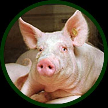 Liquid feeding: Goal Folyékony etetés: Cél Increase the growth of fattening pigs towards