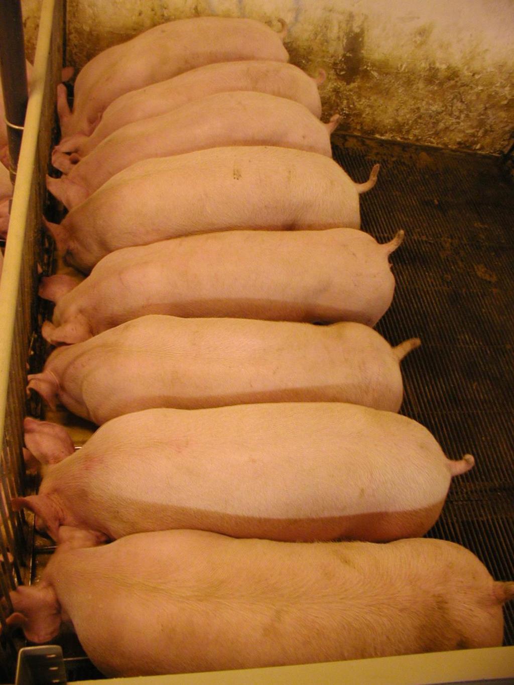 Why Liquid Feeding? Miért Folyékony etetés? Pigs are more homogene A sertések homogénebbek Easier to control (management)!