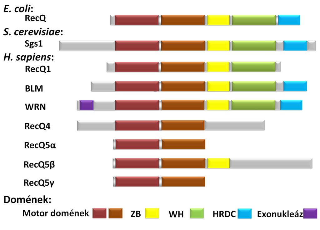 visszaemésztését végezheti a NHEJ javításnál, és kapcsolatban állhat a Werner-szindrómás betegek felgyorsult öregedésével (34-36).