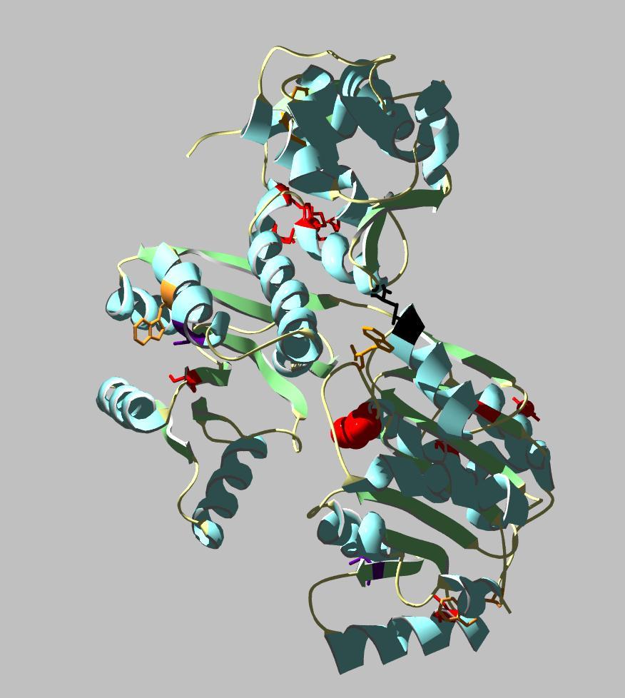8. ábra: Ciszteinek és triptofánok a RecQ térszerkezetben: A RecQ fehérje Bernstein-féle térszerkezetében (33) pirossal a cisztein aminosavakat jelöltük, amelyeket nem változtattunk meg, lilával azon
