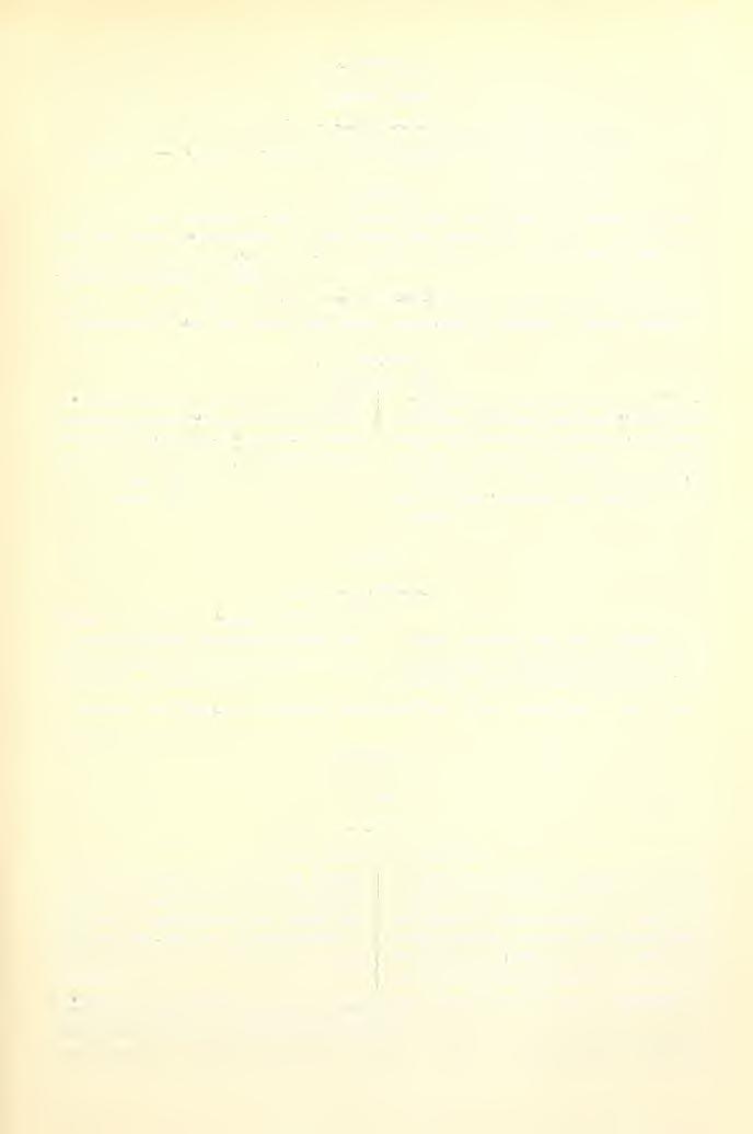301 Cliaradriiformes. Chaiadriidde 22. Vanellus vanellus (L.). Puskaporos. Moravia : Balcarova skála, Ludniirau, Sipka, Certova dira (Capek), 23. Scolopax sp. Novi III. glac. sediment (Kóth).